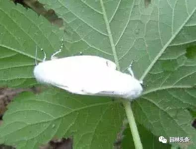 园林树木虫害防治方法及措施,园林虫害防治