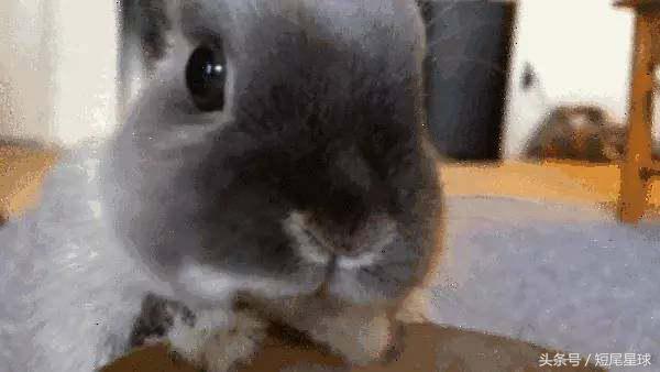 这个季节的兔子,该怎么养兔子兔子一年都不会死