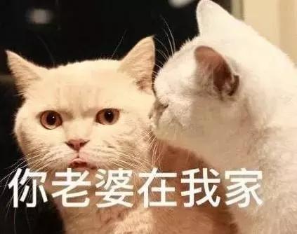 猫在交配时的快感，和人有什么不同？