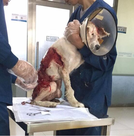 才出生小狗被咬死,出生的小狗被虐待