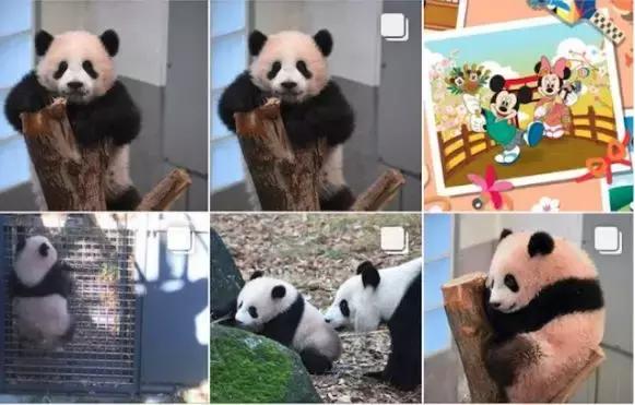 我国国宝大熊猫被外国租借有多难,日本大熊猫悲惨生活