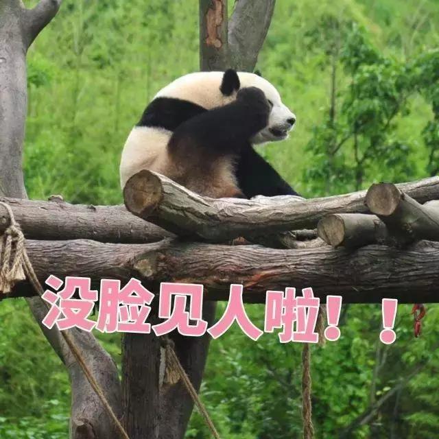 我国国宝大熊猫被外国租借有多难,日本大熊猫悲惨生活