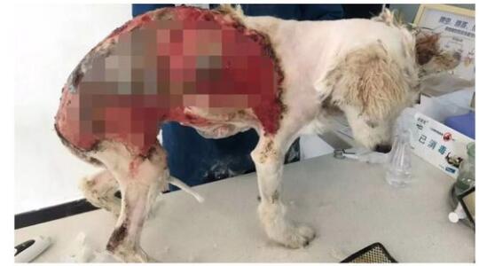 才出生小狗被咬死,出生的小狗被虐待