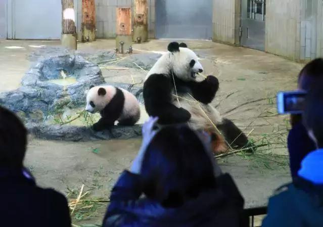 我国国宝大熊猫被外国租借有多难,日本大熊猫悲惨生活