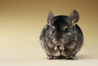 龙猫吃草不吃粮怎么办,龙猫只吃草不吃粮