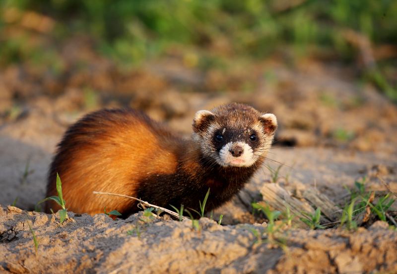 如果在家里发现了黄鼠狼能打吗,家里进了黄鼠狼怎么办