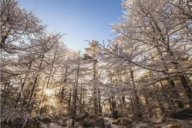 寒气席卷、叶汽成霜……陕西6处大美雾凇奇景上线！