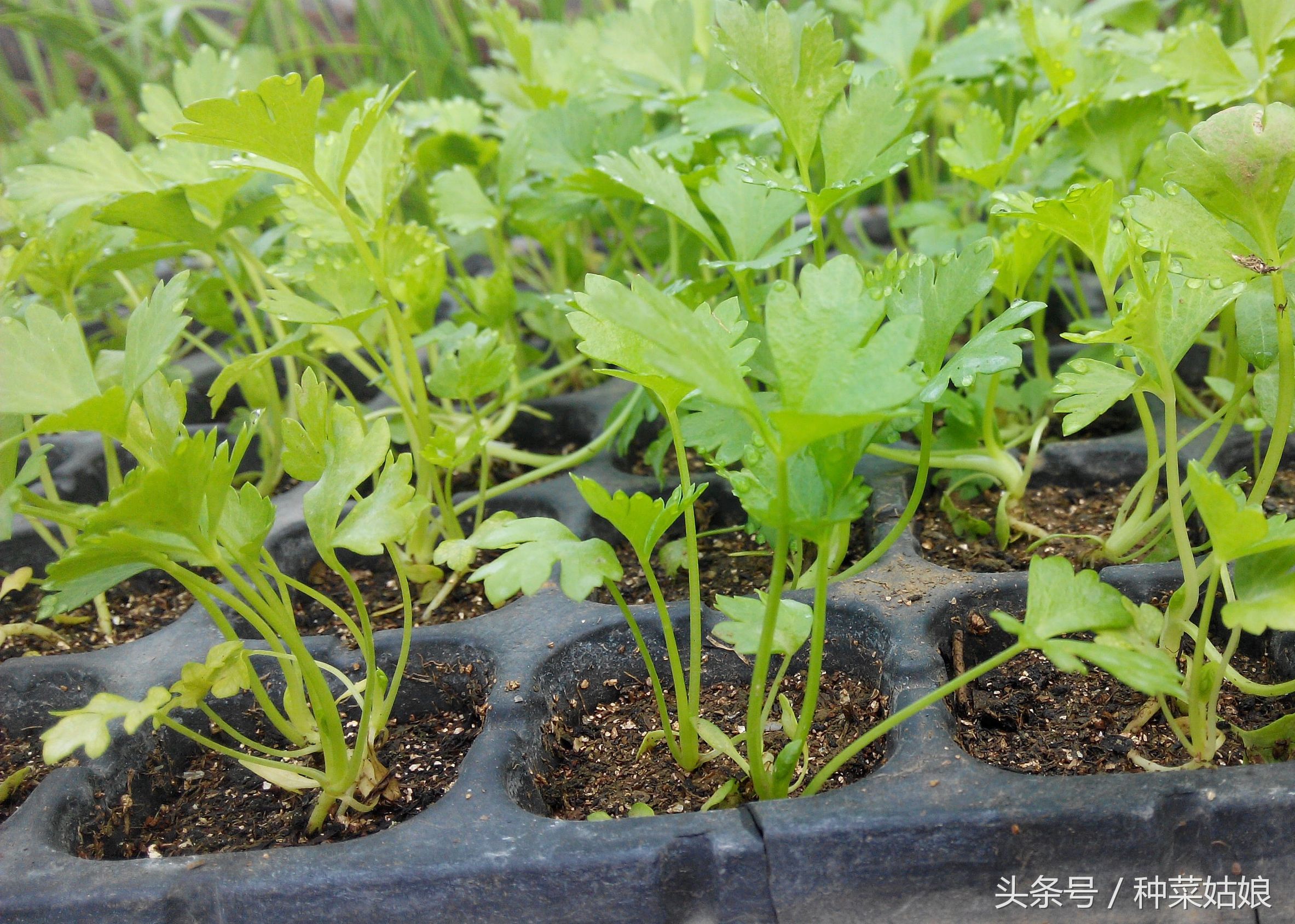 种植芹菜怎样能使芹菜长得粗一点,种植芹菜前景如何