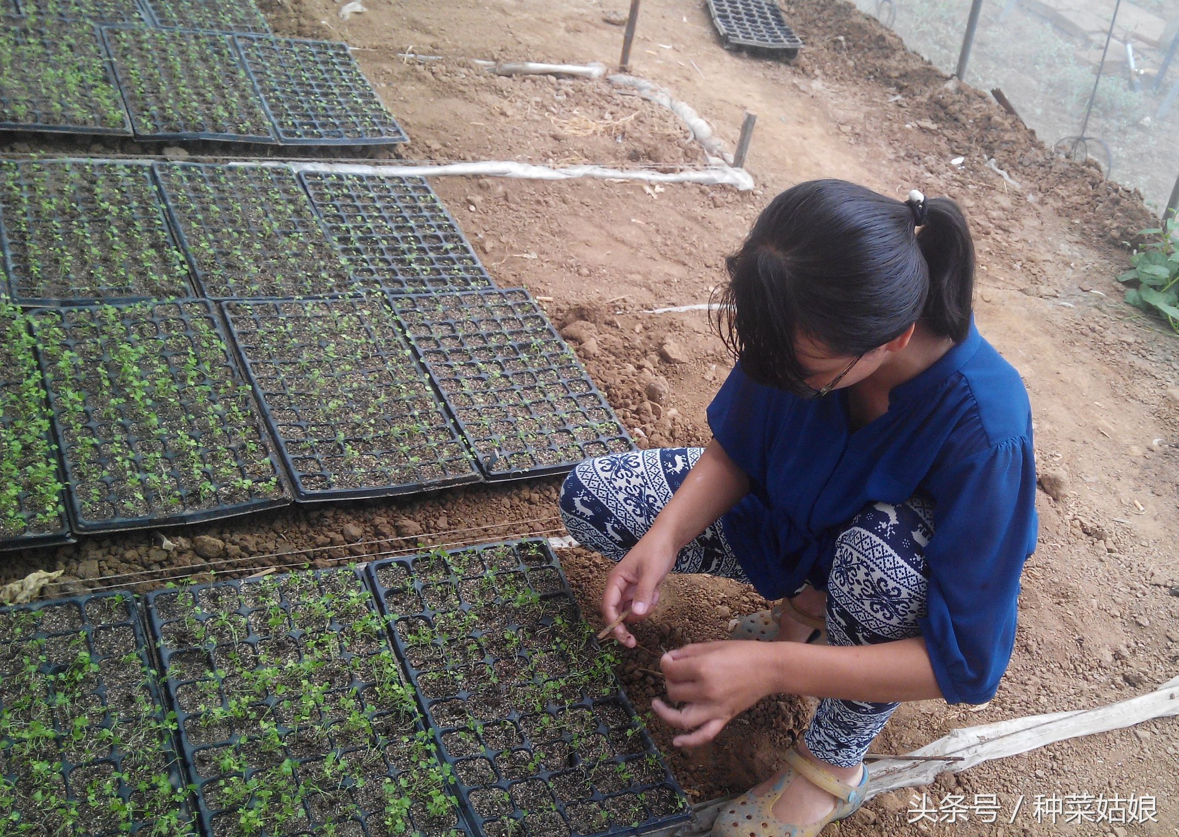种植芹菜怎样能使芹菜长得粗一点,种植芹菜前景如何