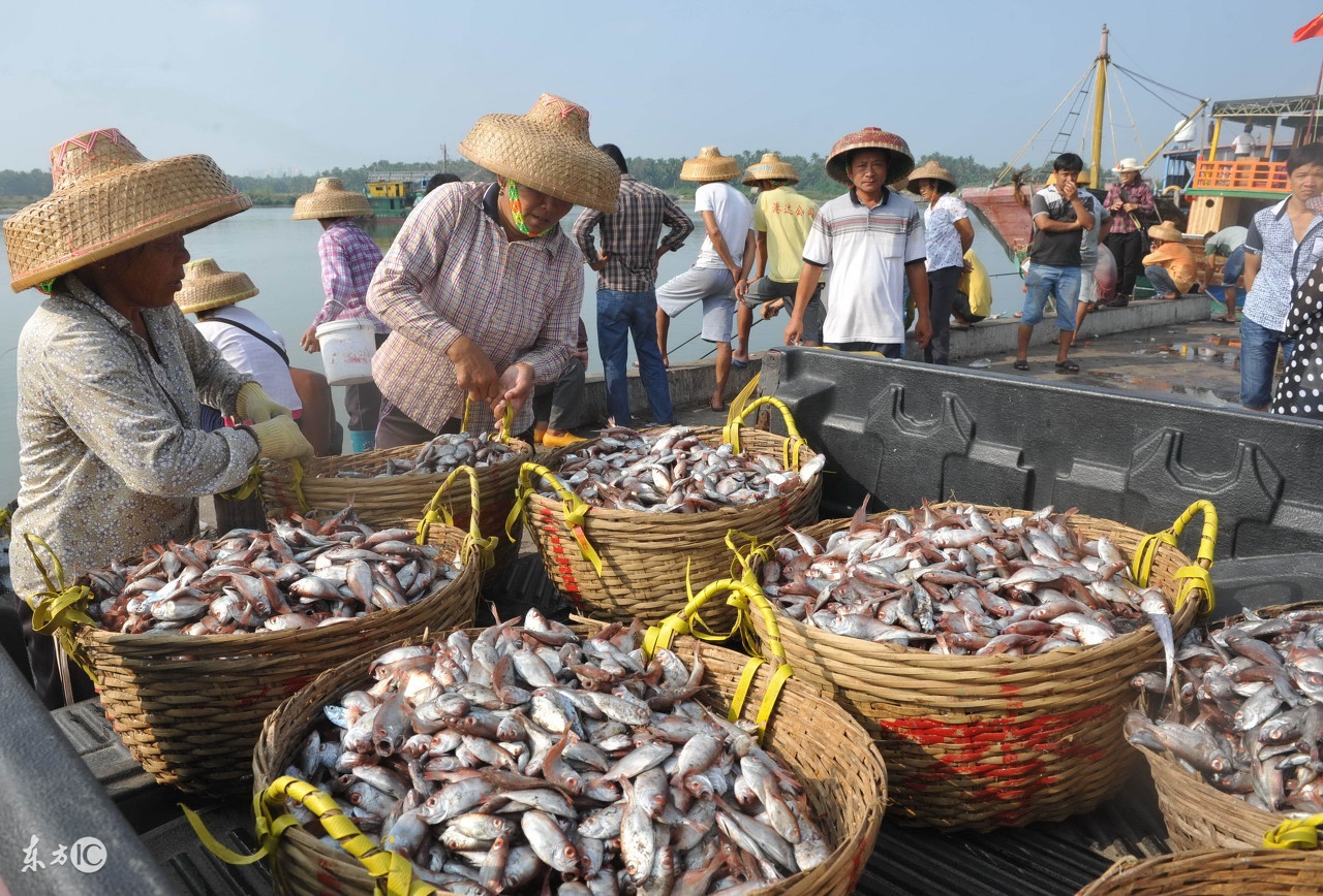 海鲜怎么挑选小窍门,海鲜怎么挑选视频教程