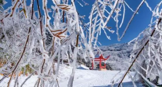 寒气席卷、叶汽成霜……陕西6处大美雾凇奇景上线！