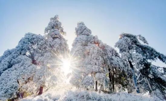 寒气席卷、叶汽成霜……陕西6处大美雾凇奇景上线！