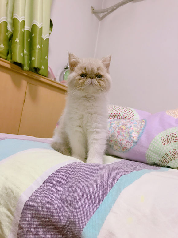 猫癣接触过的地方会传染吗,猫藓很容易传染给主人吗
