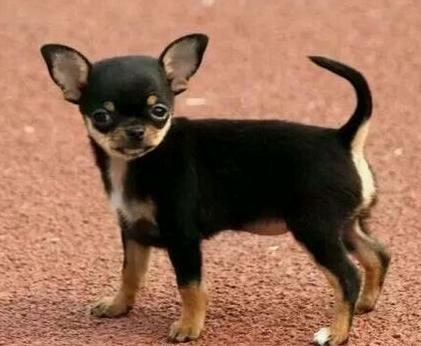 犬百科大全,犬种百科之安纳托利亚牧羊犬