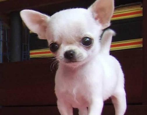 犬百科大全,犬种百科之安纳托利亚牧羊犬