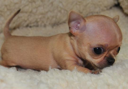 犬百科大全,犬种百科之安纳托利亚牧羊犬