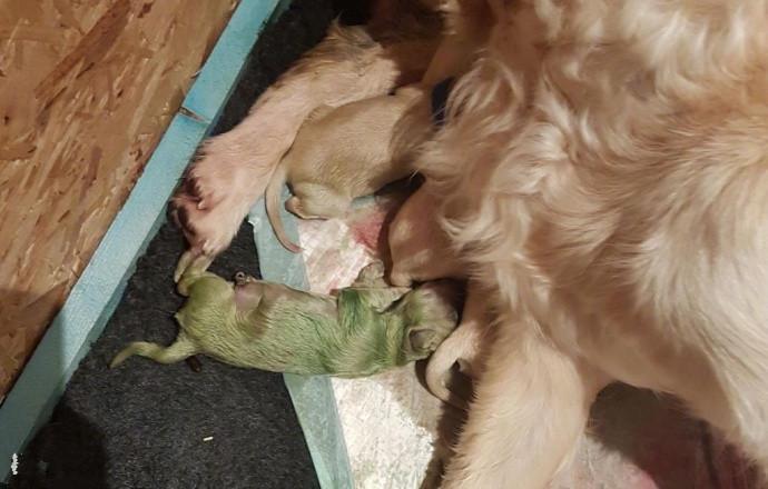 金毛妈妈生下罕见小绿狗，网友：这狗狗在暗示什么