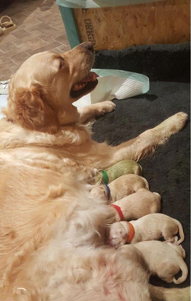 金毛妈妈生下罕见小绿狗，网友：这狗狗在暗示什么