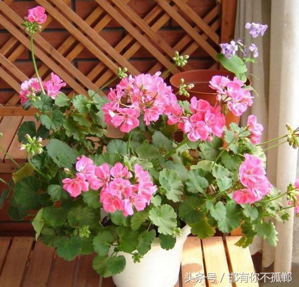 好养易活的室内盆栽花卉,适合家里养的四季开花的花卉盆栽