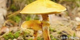 致幻类物品有哪些,致幻实验室究竟如何拿回原材料