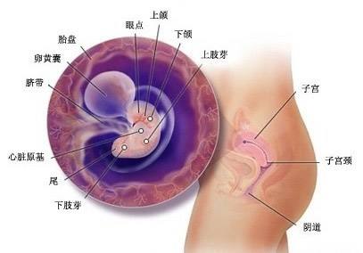 怀孕最详细讲解,怀孕关注事项大全1-40周孕妇手册