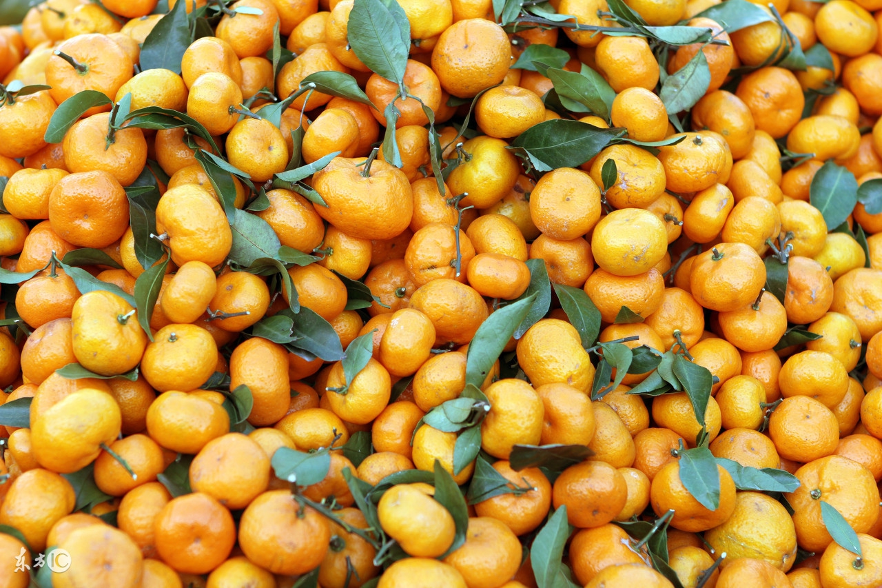 2019年2月6日沙糖桔批发市场价,2018年1月17日沙糖桔行情