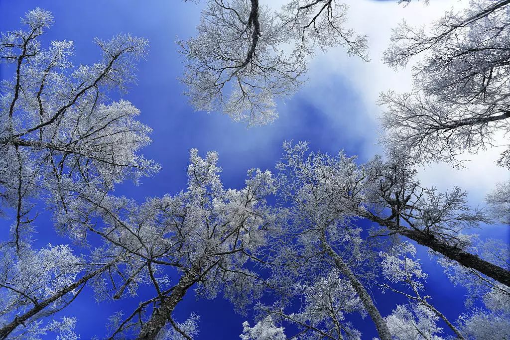 寒气席卷、叶汽成霜……陕西6处大美雾凇奇景上线！