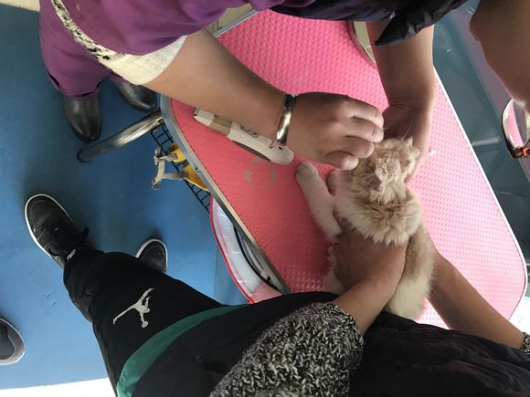 猫癣接触过的地方会传染吗,猫藓很容易传染给主人吗