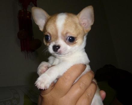 犬百科大全,犬种百科之安纳托利亚牧羊犬