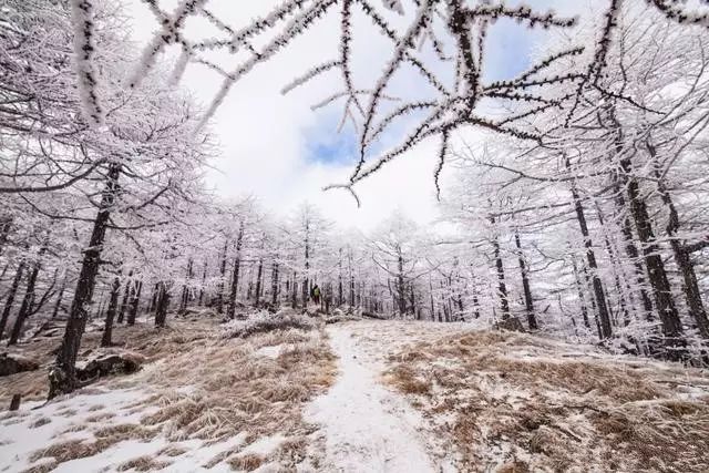 寒气席卷、叶汽成霜……陕西6处大美雾凇奇景上线！