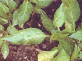 辣椒白星病和褐斑病图片,辣椒白星病与白斑病的区别