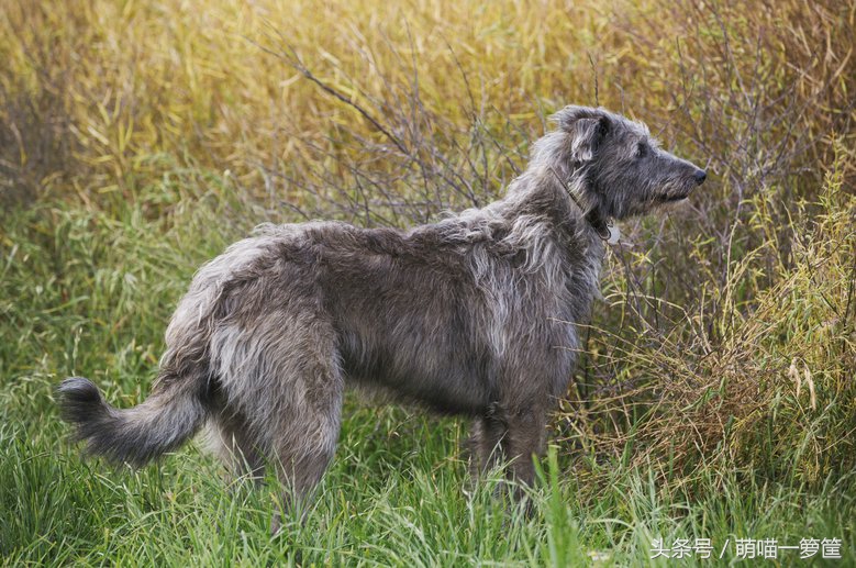 世界上体型最大的狗狗图片,世界上最威猛的狗狗排名