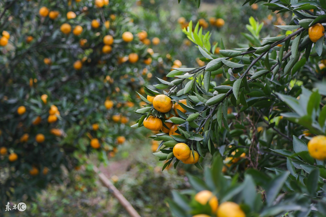 2019年2月6日沙糖桔批发市场价,2018年1月17日沙糖桔行情