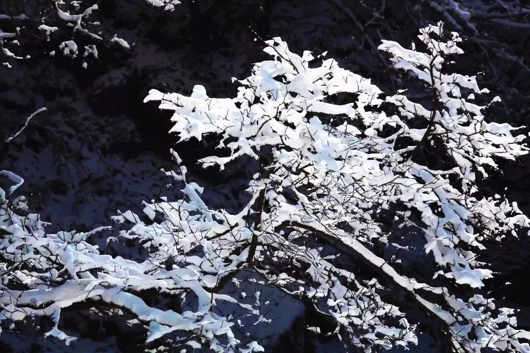 寒气席卷、叶汽成霜……陕西6处大美雾凇奇景上线！