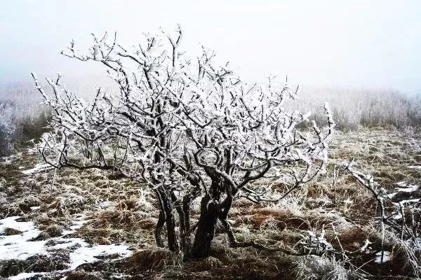 寒气席卷、叶汽成霜……陕西6处大美雾凇奇景上线！