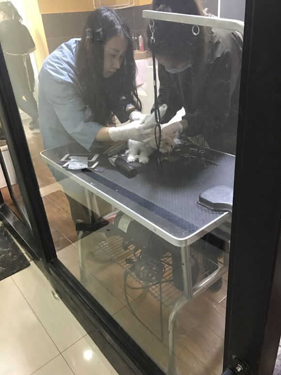 猫癣接触过的地方会传染吗,猫藓很容易传染给主人吗