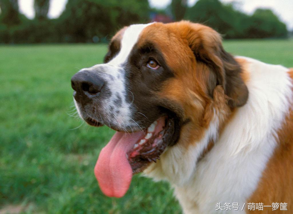 世界上体型最大的狗狗图片,世界上最威猛的狗狗排名