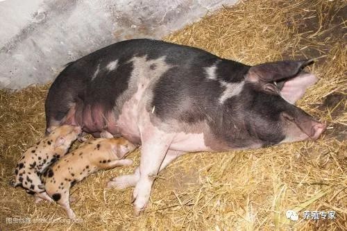 如何判定母猪难产,5种最实用的母猪难产解决方法