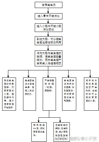 益生元调节肠道菌群,益生元促进人体代谢