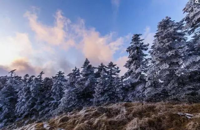 寒气席卷、叶汽成霜……陕西6处大美雾凇奇景上线！