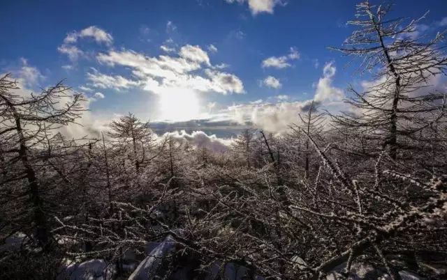 寒气席卷、叶汽成霜……陕西6处大美雾凇奇景上线！