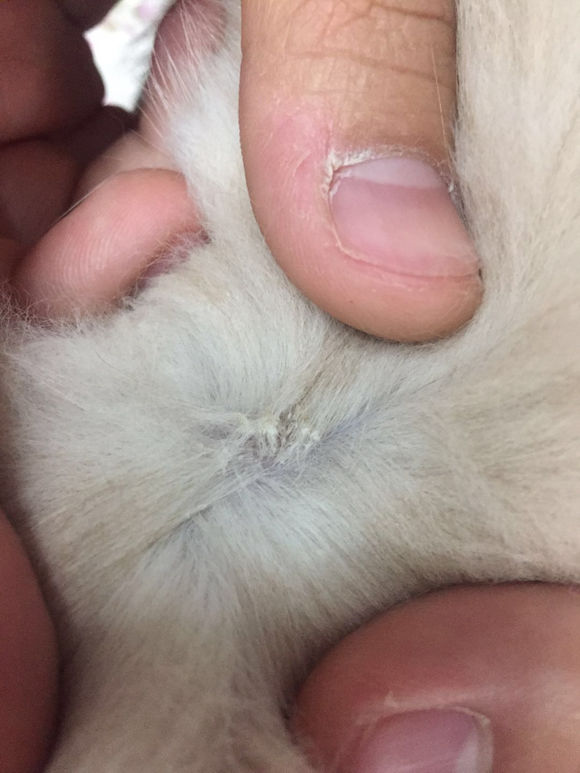 猫癣接触过的地方会传染吗,猫藓很容易传染给主人吗