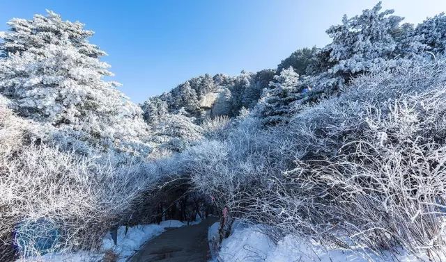 寒气席卷、叶汽成霜……陕西6处大美雾凇奇景上线！