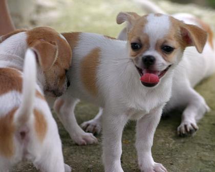 犬百科大全,犬种百科之安纳托利亚牧羊犬