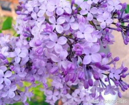 好养易活的室内盆栽花卉,适合家里养的四季开花的花卉盆栽