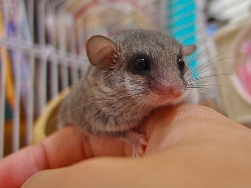 有什么小宠好养,新手适合养什么宠物小宠