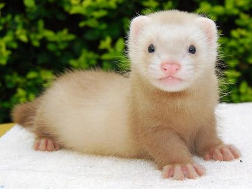 有什么小宠好养,新手适合养什么宠物小宠