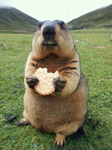 有什么小宠好养,新手适合养什么宠物小宠