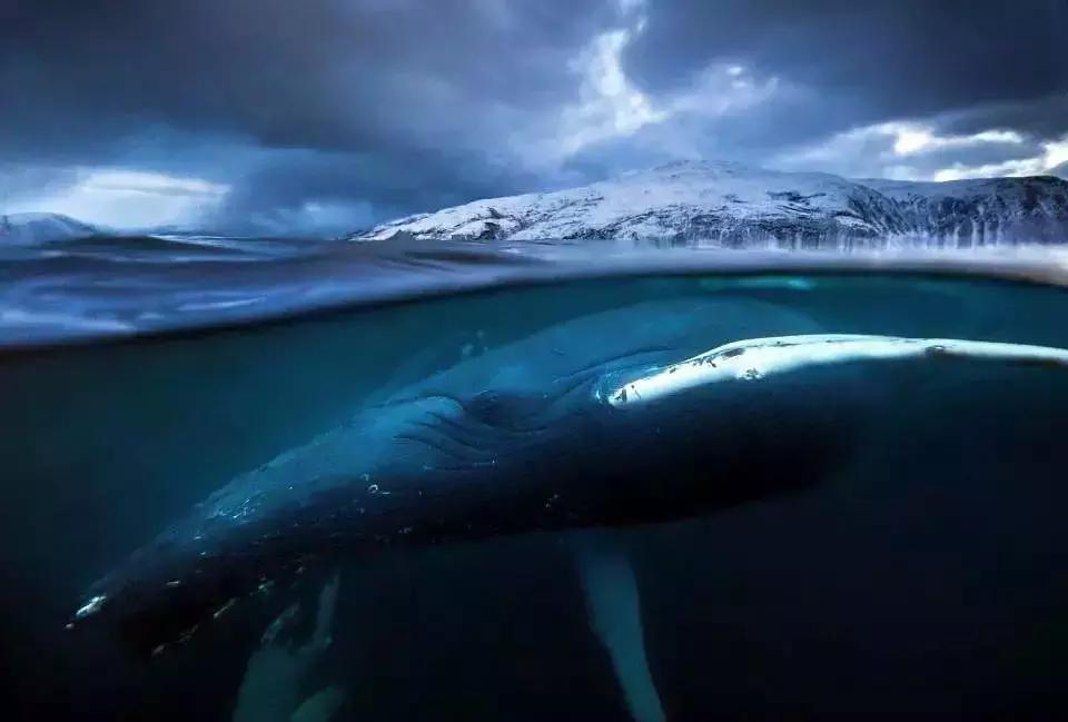 必看bbc10部地理纪录片,bbc十部顶级纪录片