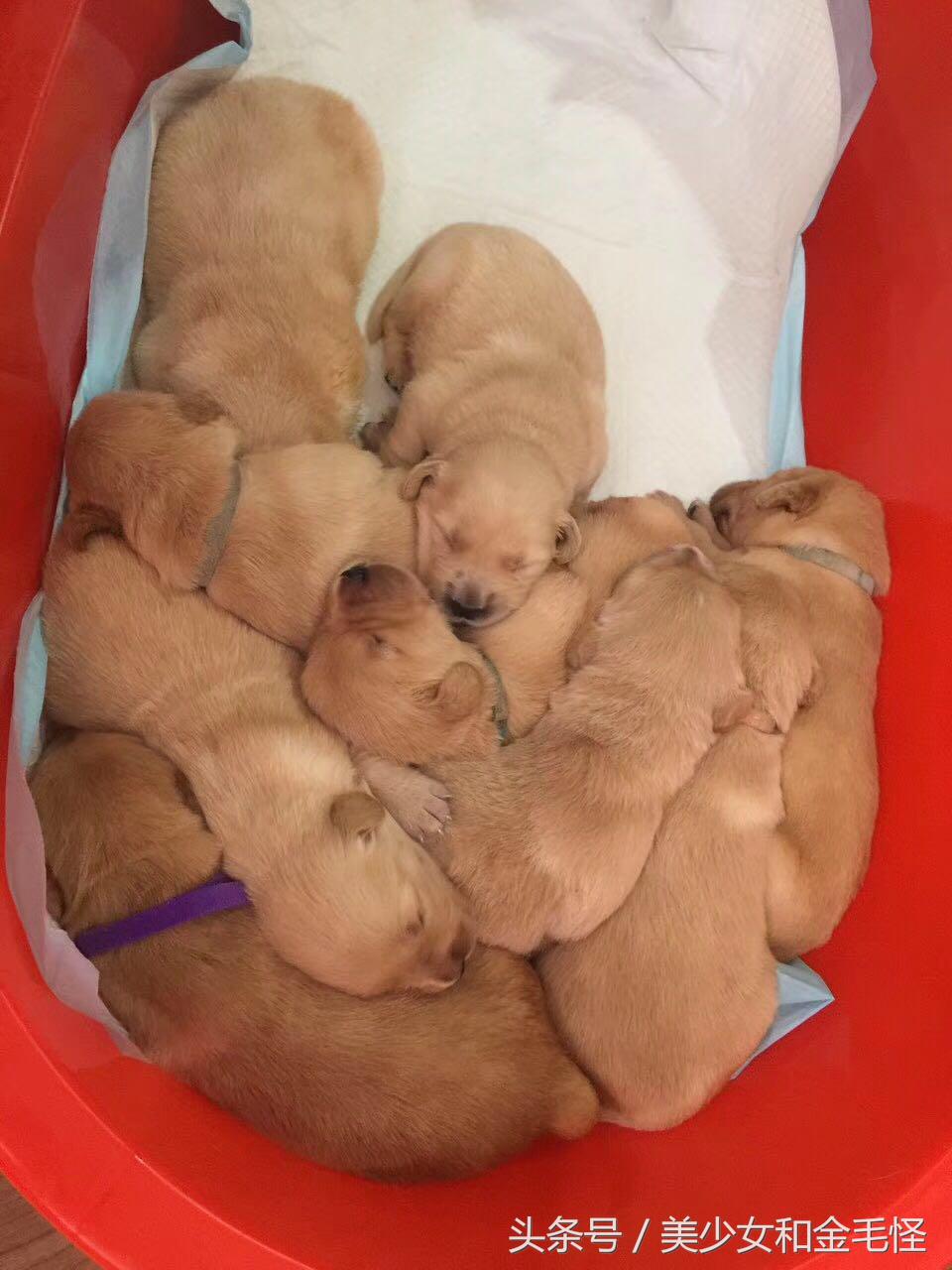 狗妈妈在生产后需要关注哪些,狗第一次分娩前兆